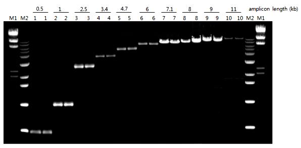 AccuPower RocketScript RT Premix, RNase H Minus Long RNA 의고효율 cdna 합성 AccuPower RocketScript RT PreMix, RNase H Minus 는바이오니아에서독자적으로개발한 RocketScript RTase, RNase H Minus 를사용한제품입니다.