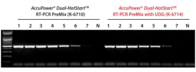 AccuPower Dual-HotStart RT-PCR PreMix (with UDG) 높은특이성, 민감도로 2 차구조 RNA 의 One-step RT-PCR, 반복적인 PCR 에의한오염방지 AccuPower Dual-HotStart RT-PCR PreMix (with UDG) 는종래에비특이적으로일어나는역전사반응의문제점들을근본적으로개선한 hotstart