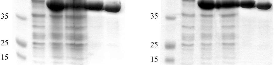 reca1 rela1 gyra96 deor nupg purb20 φ80dlaczδm15 Δ(lacZYA-argF)U169, hsdr17(r K m + K ), λ ThermoFisher Plasmids Description Size (kb) Reference or source plc150 Ap r, pbr322-δtet-phea WT 4.