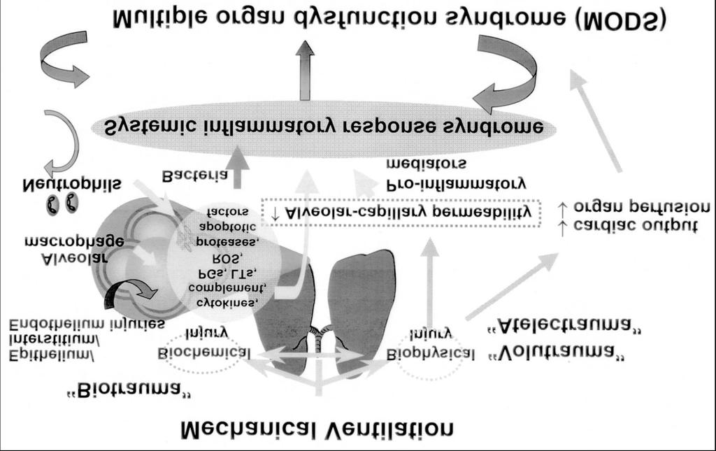 중환자관리에서꼭알아야할것들 폐보호환기 (Lung protective ventilation) 나성원 연세대학교의과대학마취통증의학교실 급성호흡부전증후군 (acute respiratory distress syndrome: ARDS) 의치료에있어, 기계환기및그로인한폐손상 (Ventilatorinduced lung injury (VILI))