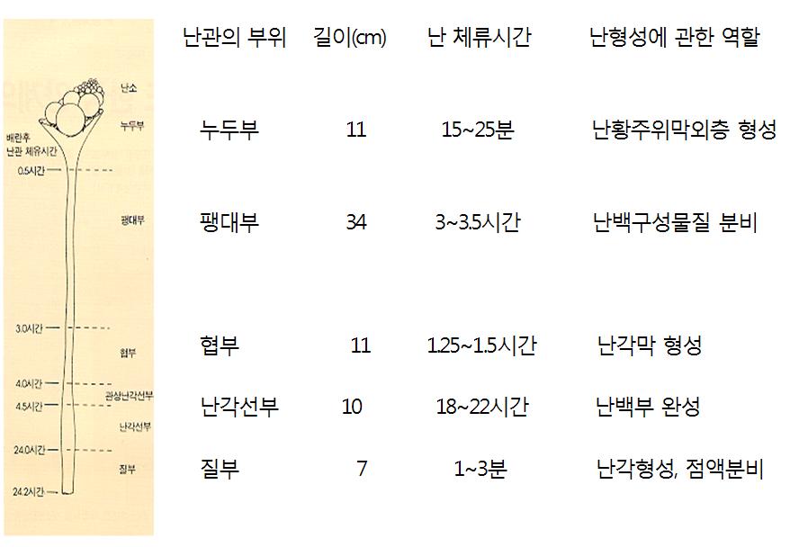 계란에대한이해 [