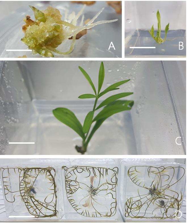 270 J Plant Biotechnol (2018) 45:266 272 Fig. 2 Plant regeneration from callus derived from P. stenophyllum. A: Adventitious shoot induction from callus in 1/2MS medium supplemented with 0.