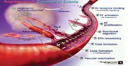 VEGF 에의한신생혈관생성 암세포의신생혈관생성 자료 : The Angiogenesis Foundation, Inc.