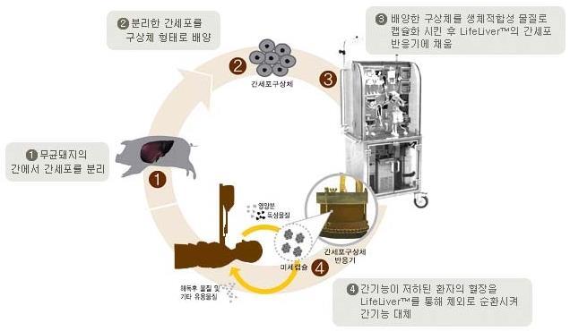 자회사라이프리버의희귀의약품바이오인공간동사는라이프리버라는 바이오인공간 을개발하는업체를자회사 ( 지분율 : 45.45%) 로보유하고있다.