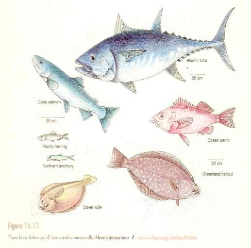 Fish( 어류 ) * Characteristics of fish: - backbone ( 척추 ) - gills ( 아가미 ), - fins ( 지느러미 ) - lateral-line ( 측선 ) - cold-blooded animals ( 냉혈동물 ) * number of vertebrate species: mammals