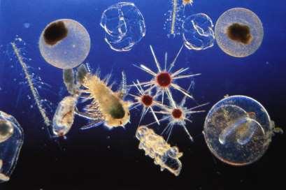 Size categories of the plankton Megaplankton: 20~200 cm Macroplankton: 2~20 cm Mesoplankton: 0.