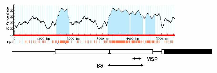 Figure 5. Schematic representation of the human BMP-2 genes.