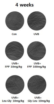 발효돈태반과그주요다이펩타이드섭취가 UVB 조사에의한무모생쥐의피부주름생성에미치는효과 3.