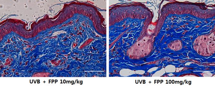 9a-c). Fig. 9. Masson s trichrome staining of collagen fibers from the dorsum of the hairless mice skin.