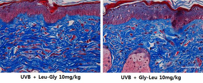 9 UVB 조사로인해증가된 MMP-2 및 MMP-9 의활성억제에대한 FPP, Leu-Gly, Gly-Leu의효과 Gelatin zymography로 FPP.