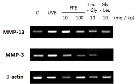 Leu-Gy, Gly-Leu 섭취시 UVB 조사에의해증가된 MMP-9 (86kDa) 과 MMP-2 (62 kda) 의발현이감소하였다 (p<0.05, p<0.01, p<0.001) (Fig. 10a-b).