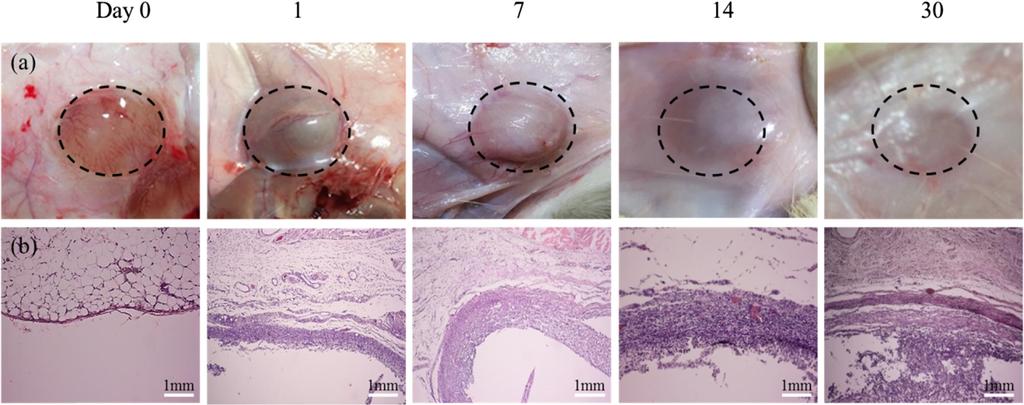 Figure 4. Cell viability of L929 cells assess of via MTT assay in the presence of.25 to % MC/XT and MC/XT - Na2HPO4 sol-gel extracts after culturing for 24 h. 조성의 독성 평가를 진행하였다.