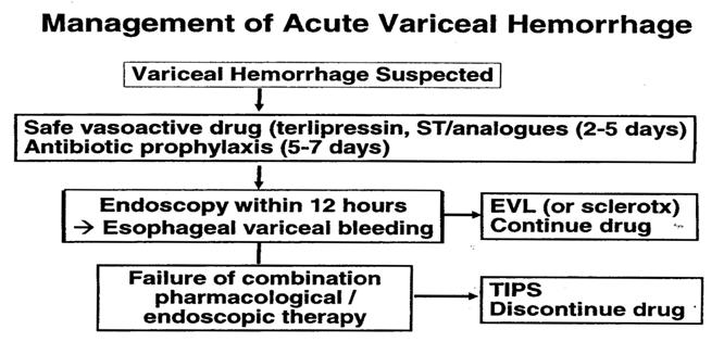 - 장재영 : 식도및위정맥류의예방과치료 - Figure 2. Management of acute variceal hemorrhage.