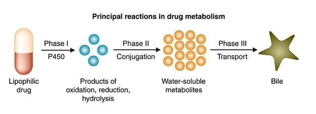 약물대사 Phase I hepatic metabolism : age-related changes Phase
