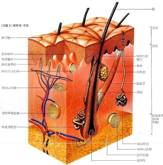 피부의구조와기능 피부의구조와기능 :