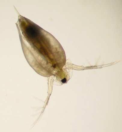 한편 Daphnia magana에대한급성독성시험결 과의비교 검토를위해수서생물에대한크롬 (K 2 Cr 2 O 7 로서 ) 의급성독 성자료를조사하였는데어류에서는 20~ 120mg /L 범위의반수치사농도 (96h-LC 50 )