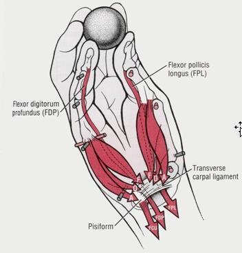 Injury to the ulnar nerve can cause complete