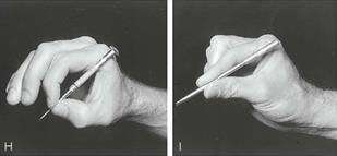 Hand as an effector organ Precision pinch