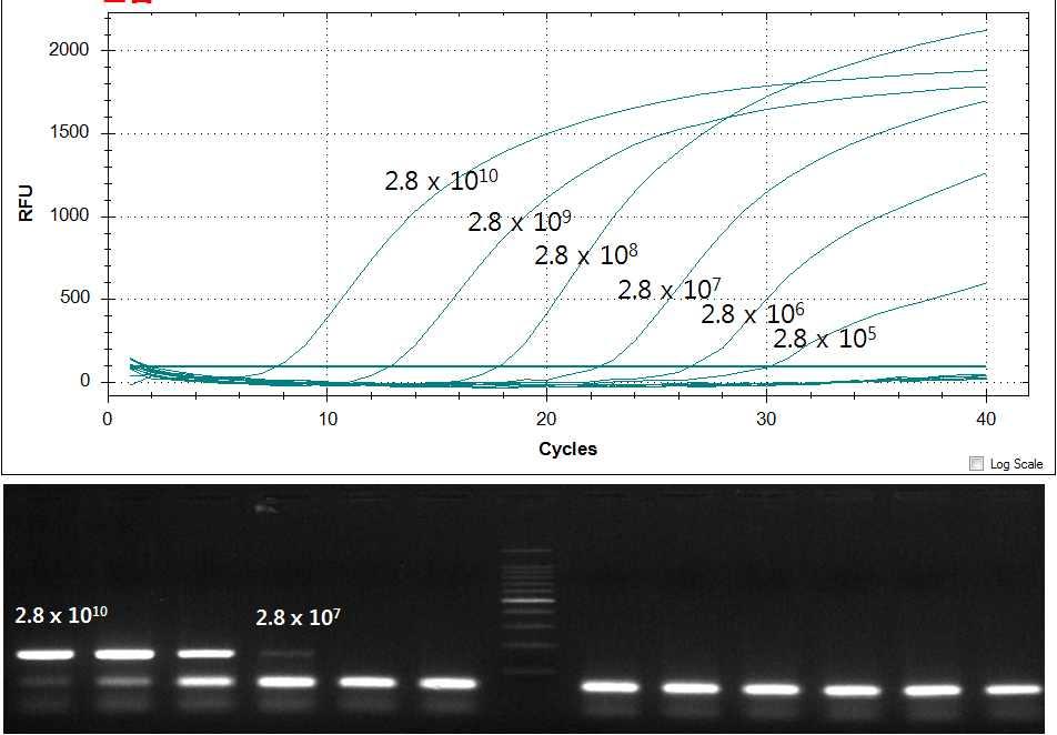 Beef extract. 20 ~ 30 ml membrane 140 Qiagen viral RNA mini kit viral RNA 80 Viral RNA 70., stool stool 50 mg 1X PBS 500.