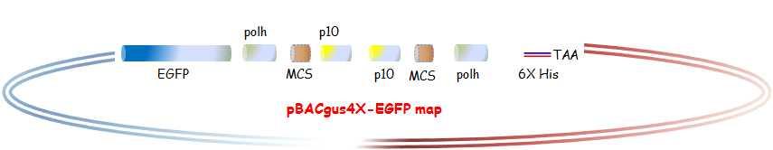 . 1. rvlp. reporter gene EGFP (Enhanced Green Fluorescence Protein) (2013 ) 4 4, EGFP. reporter gene EGFP. ( ), 4 4.