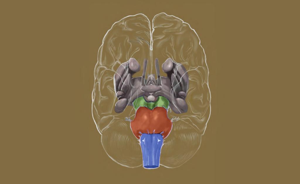 Cerebral corter Thalamus Nucleus subthalamicus Midbrain Olfactory tract
