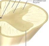 #17 MOA of VM202 Spinal cord Sensory