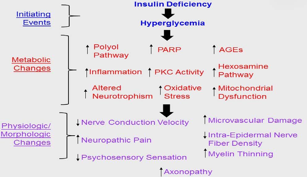 Differentiating VM202 Is Easy Overview of various pathogenetic components contributing to DPN. Kevin L.