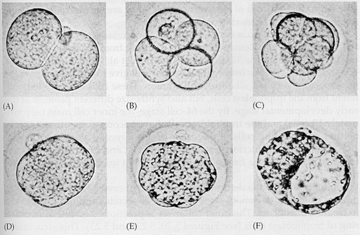Mouse embryo 의 cleavage 단계 2-cell stage 4-cell stage