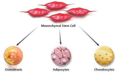 Bone Marrow Stem Cells Mesenchymal Stem Cells Mesenchymal stem cells are found arrayed around the