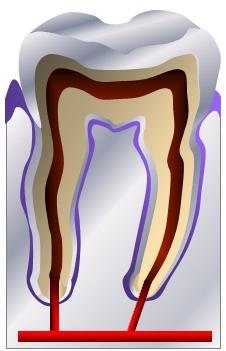 Alveolar Bone Dental Stem Cells Dental Pulp Stem Cell: DPSC Periodontal Ligament Stem Cell: PDLSC Dental