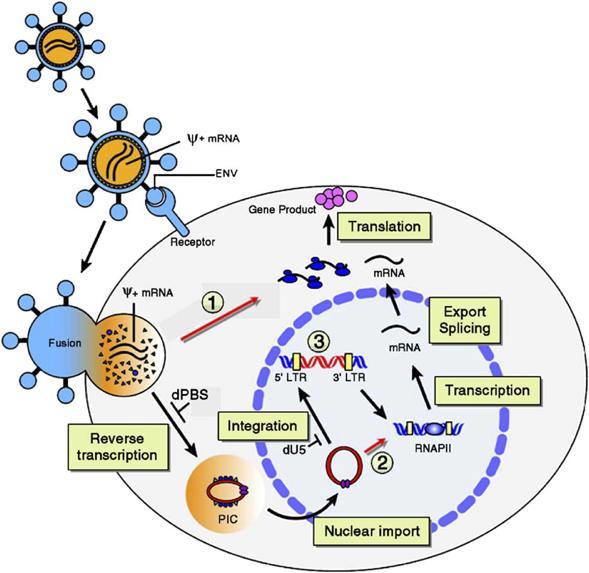 ips 세포유도매개체 : viral vector 바이러스를이용핚방법 문제점