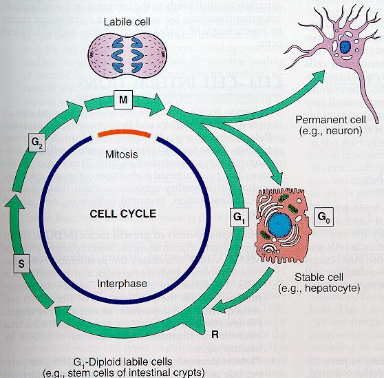 1. Labile cells Epithelial, hemopoietic system 2.