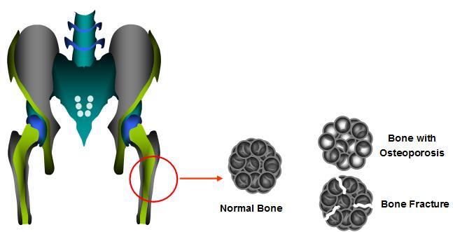 Embryonic