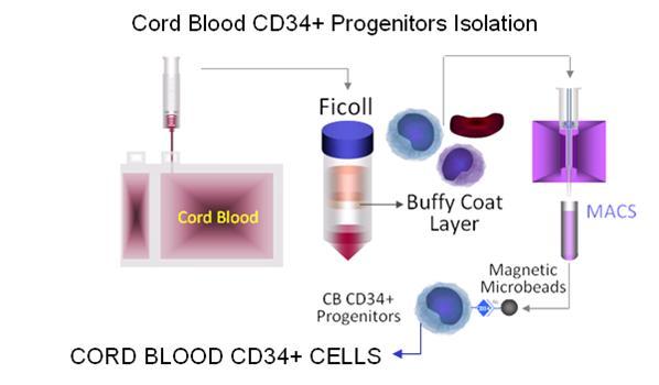 Cells Umbilical Cord Blood