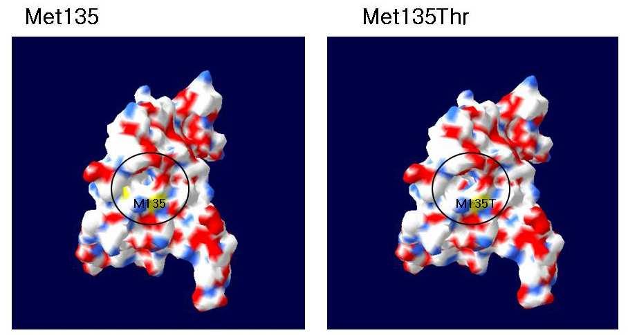 Figure 5. The Structure of TβRⅡ: codon 135 missense mutation.