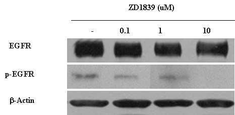 C. EGFR p-egfr β-actin Figure2.ExpressionlevelofEGFR andp-egfr inyd-10b cels. A.Westernblotanalysisusing ananti-egfr antibody. B.