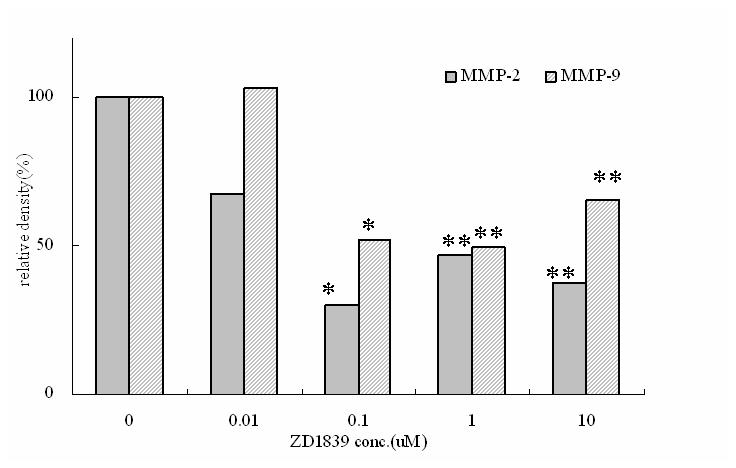 6.ZD1839 처리에따른 MMP-9 와 MMP-2 의 mrna 발현 YD-10B 세포에서 MMP-2 와 -9 mrna 의발현은 ZD1839 의처리농도에의존적으로감소하였다 (Figure 7).ZD1839 0.1 μm 농도에서 MMP-2 와 -9 의발현은 50~70% 감소하였다.