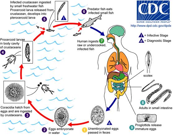 Diphyllobothrium