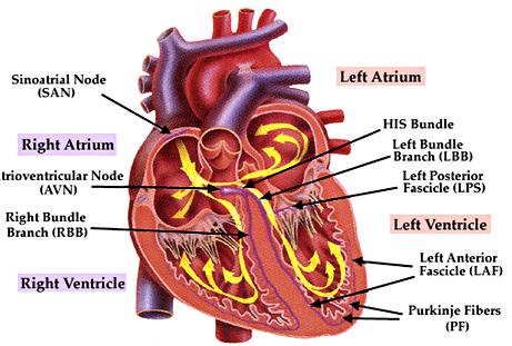 심전도계 (electrical event) 1) 심전도계의구성 심장의특수한근섬유는신경계에영향을받지않고심장의활동을스스로조절하며, 이러한조절능력은내인성요인 (intrinsic factors) 에의해조절된다. 이러한조절능력을가진특수한계통을전도계라고한다.