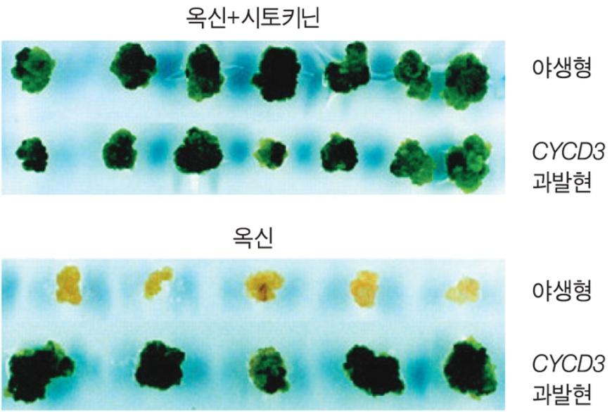 세포주기의특정성분을조절 세포분열주기의진행좌우하는제어에영향 세포분열조절 D형사이클린 (CycD) 유전자발현증진 세포분열촉진