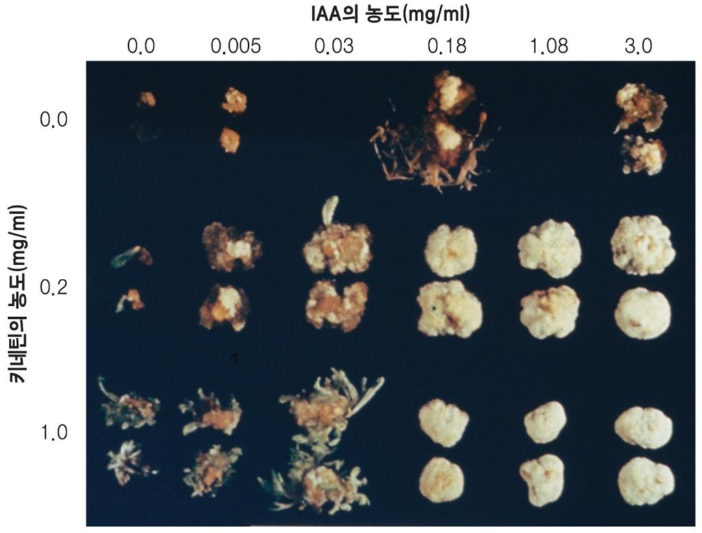 옥신 : 시토키닌의비가배양조직에서형태형성을조절 높은옥신 :