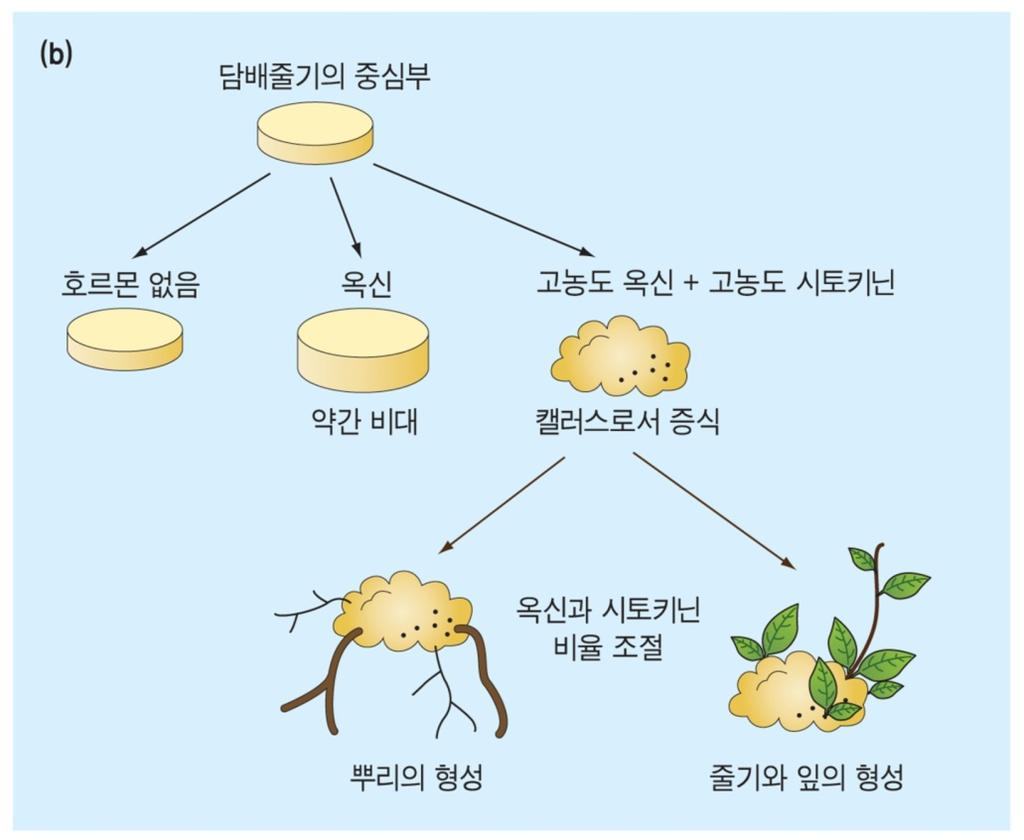 중간정도의수준 미분화된캘러스의발달 그림 21.