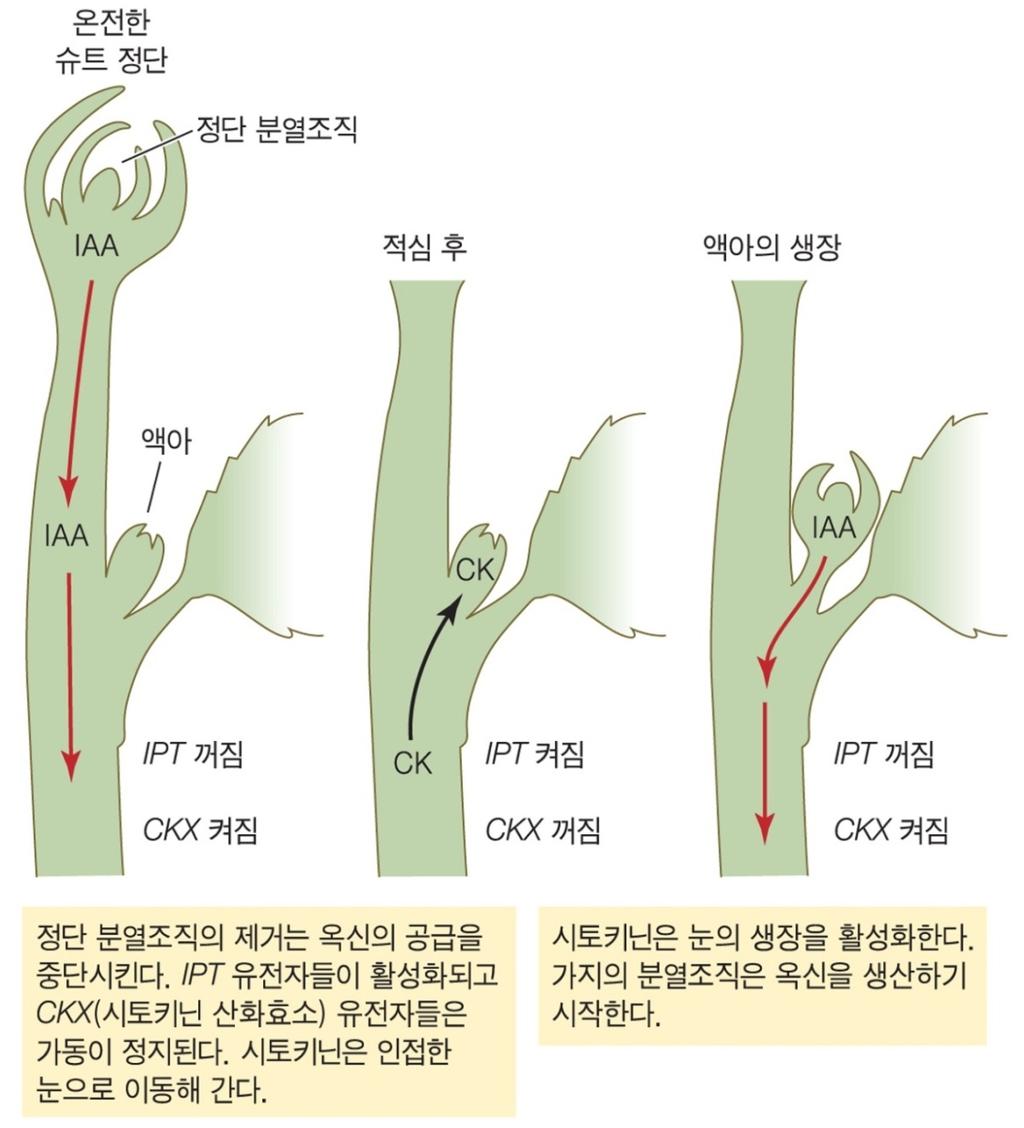 정단우성탈피하여측아생장촉진 액아에직접처리한시토키닌 : 세포분열활성과눈싹틈촉진 시토키닌과발현돌연변이체 : 지나치게가지가무성 정아로부터극성수송된옥신의액아생장저해 : 시토키닌생합성유전자발현억제시토키닌분해산화효소발현증가