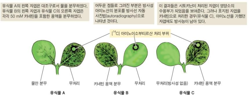 그림 21.20 오이유식물에서아미노산의이동에미치는시토키닌의효과. 그림 21.