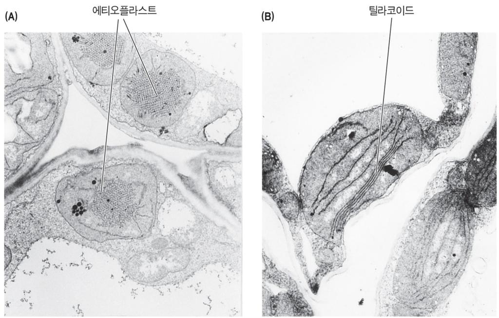 엽록체의발달촉진 암조건에서생장한식물의전색소체는엽록체가아닌에티오플라스트로발달 시토키닌처리시광합성색소와단백질합성촉진 엽록체발달 : 광합성색소와광합성단백질합성조절 A형반응조절자 피토크롬B의 Pfr형 (