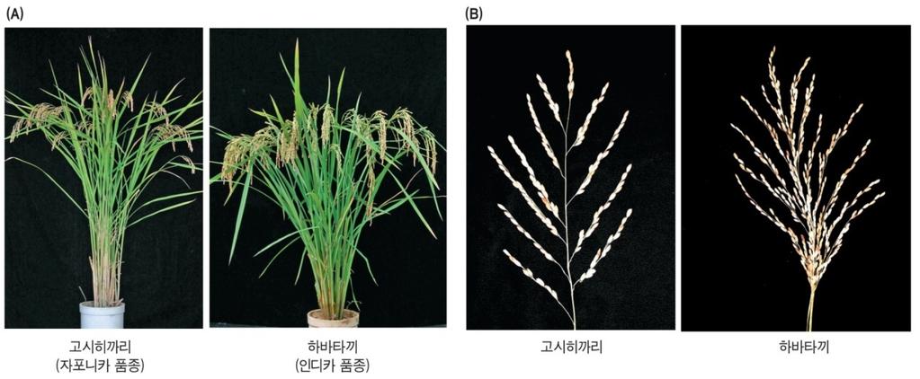 유관속발달을조절 시토키닌불감성돌연변이체및산화효소발현체의유관속발달및기능저하