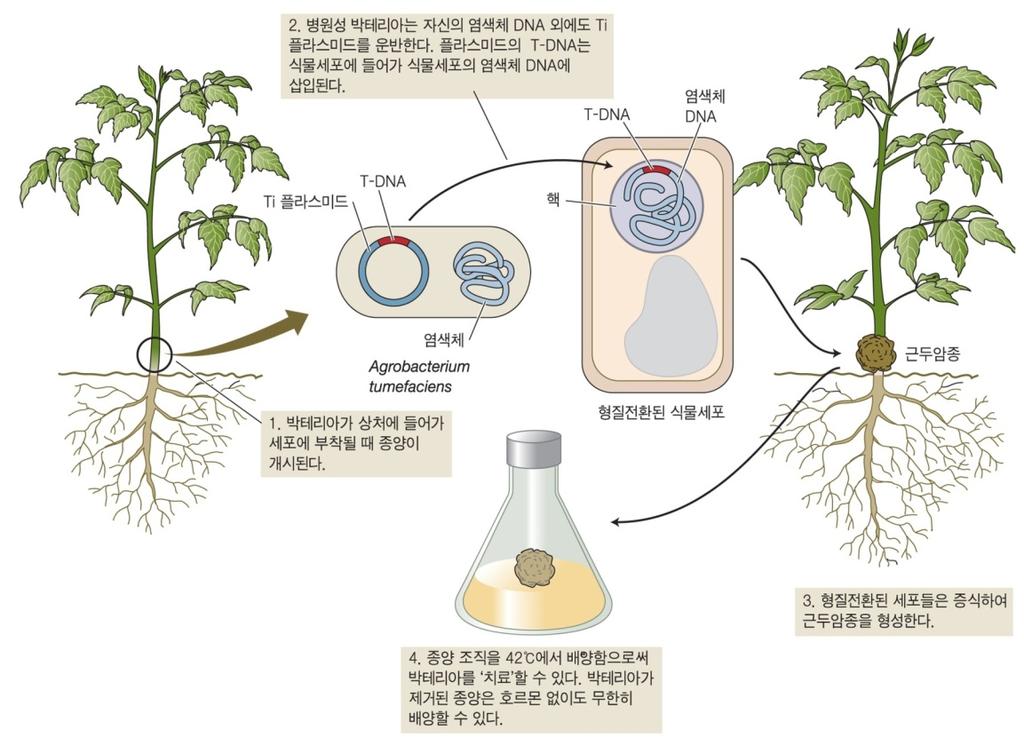 근두암종 (crown gall) 종양유발 아그로박테리아의 Ti