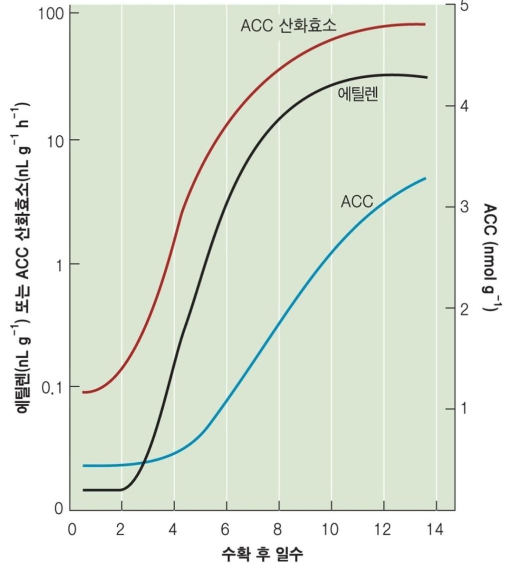 에틸렌생합성촉진 열매의성숙 : ACC산화효소활성증가 스트레스에의해유도 : ACC합성효소 mrna 전사증가 에틸렌생성의일주기성 : 한낮최고 / 한밤중최저 옥신에의해 ACC 합성효소유전자전사증가 브라시노스테로이드,