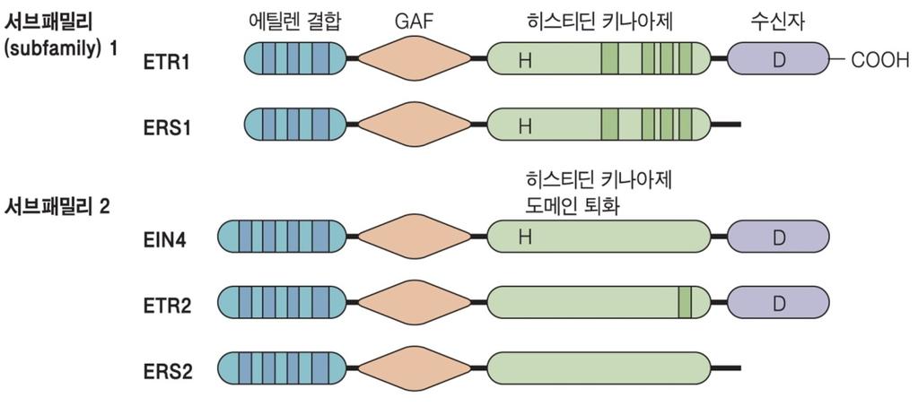 에틸렌고친화적결합에구리보조인자필요 그림 22.5 애기장대의 3 중반응.