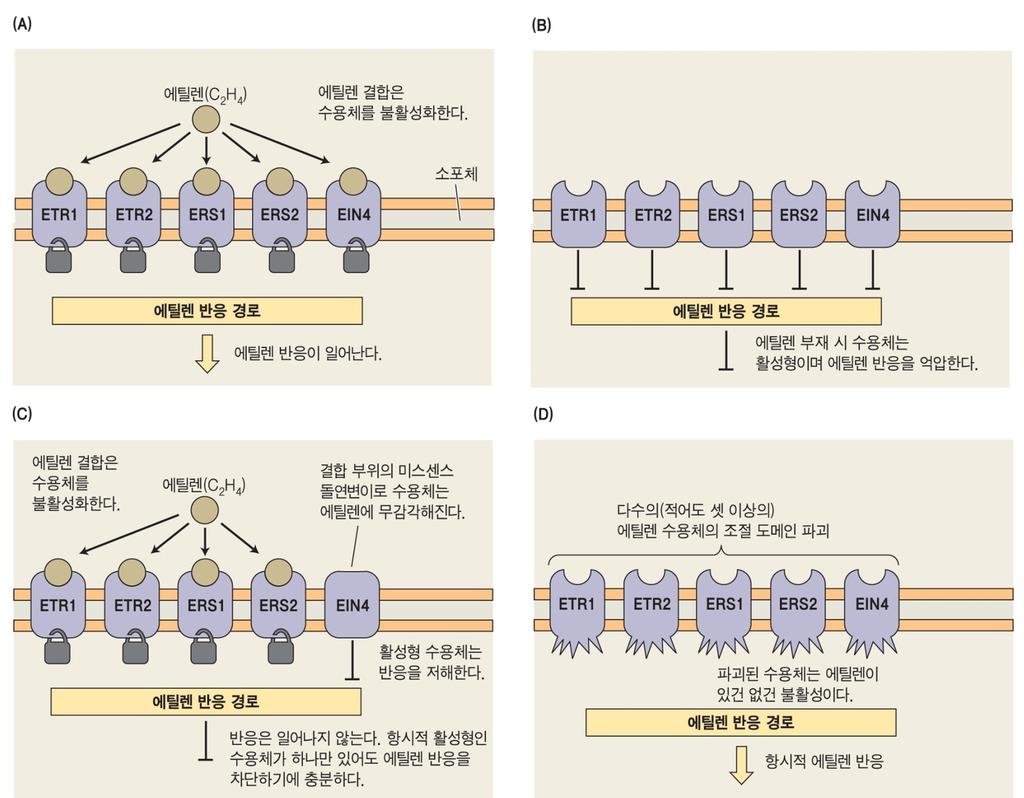 음성조절자로서에틸렌수용체 에틸렌결합 수용체의불활성화 에틸렌반응 : 음성조절자기능 결합부위돌연변이 : 에틸렌불감성표현형